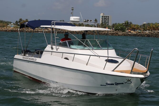 Sports Boat- Private Whale Watching Trip( free breakfast & paid pick-up) - Private sports boat plus responsible whale watching rules
