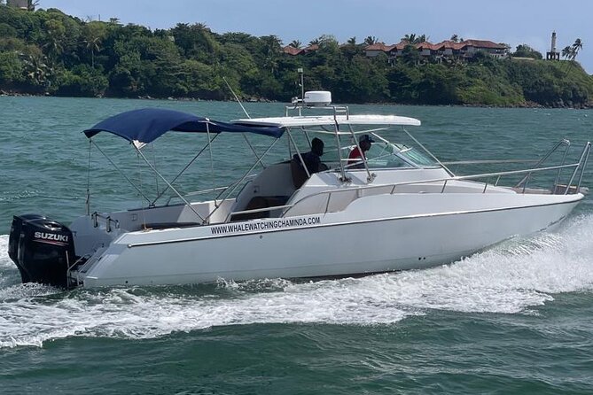 Sports Boat- Private Whale Watching Trip( free breakfast & paid pick-up) - What you might see off Mirissa: whales, dolphins, and more