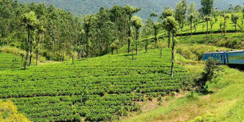 Sri Lanka: 2-Day wildlife tour; rainforest and National park - Udawalawe National Park safari: jeep time built for wildlife chances
