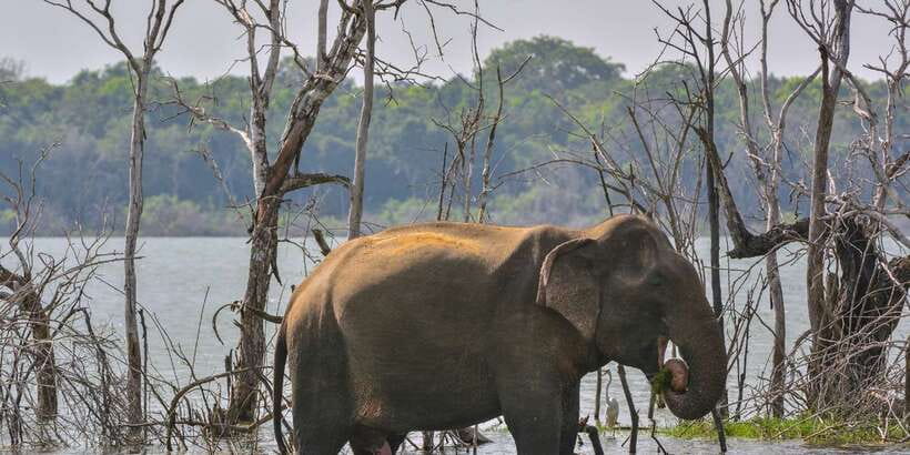 Sri Lanka: 2-Day wildlife tour; rainforest and National park - Overnight in Udawalawe area: basic lodging, but the timing is smart