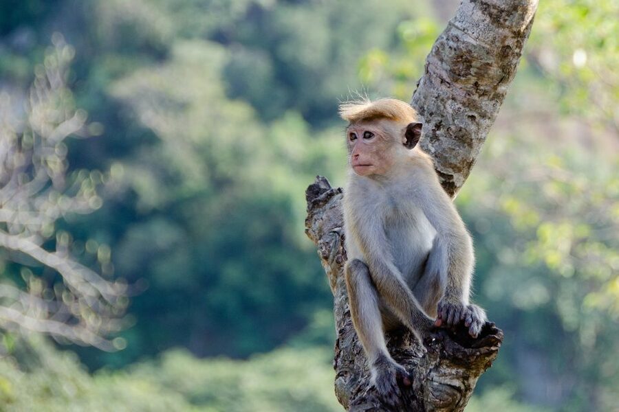 Sri Lanka: 2-Day wildlife tour; rainforest and National park - Waterfalls and spice gardens: the in-between moments that shape the day