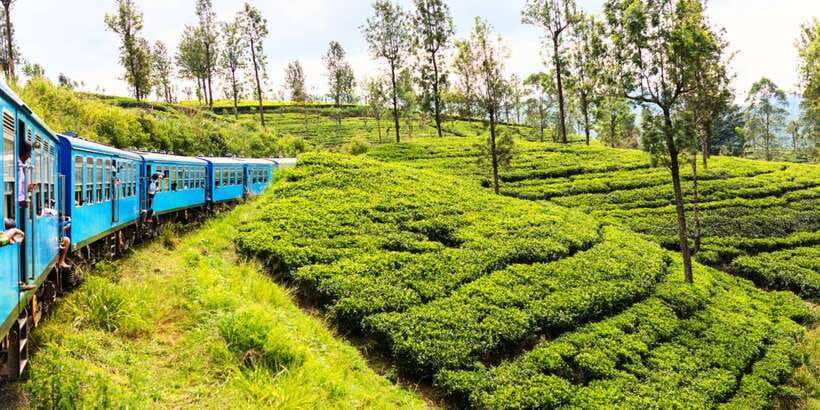 Sri Lanka: 2-Day wildlife tour; rainforest and National park - Sinharaja rainforest trek: birds, insects, and the good kind of walking
