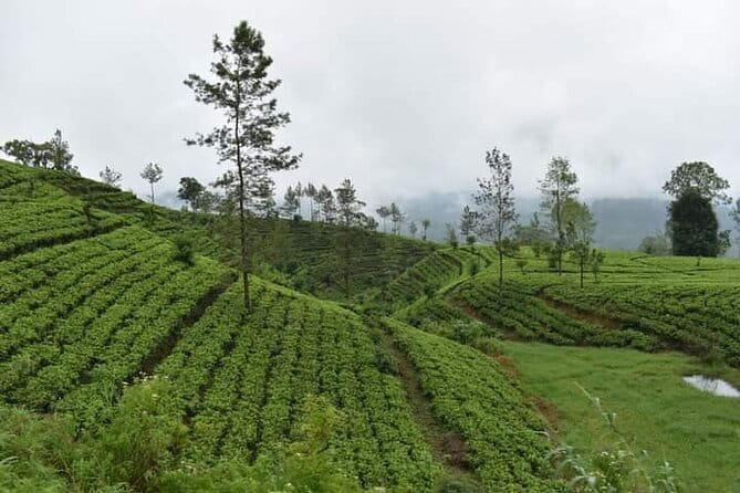Sri Lanka 4 Day Private Tour - Day Four: Nuwara Eliya town time and the Nanu Oya to Ella train ride