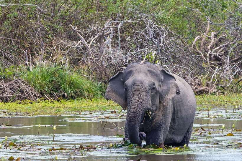 Sri Lanka: 4N5Day guided FULL TOUR with hotel accommodations - Hotels and pacing: comfortable bases, not slow travel
