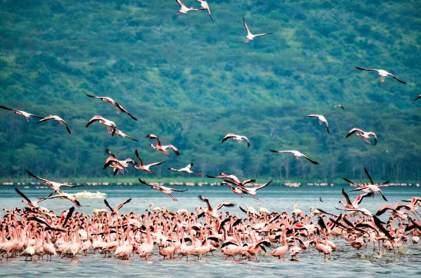 Sri Lanka 5-Day Private Country Side Tour Car, Hotels, Food - Day 4: Ella viewpoints, Nine Arch Bridge, and Udawalawe safari timing