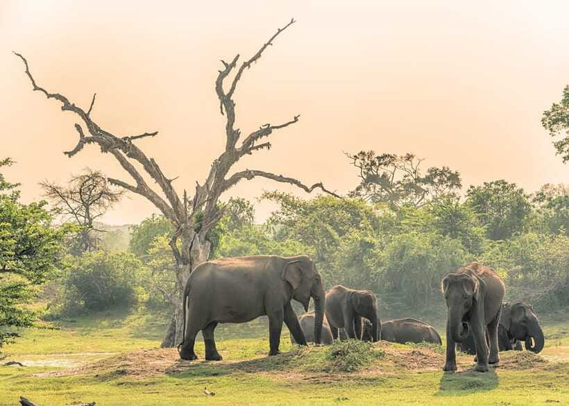 Sri Lanka 5-Day Private Country Side Tour Car, Hotels, Food - The guide is the main reason this tour feels smooth
