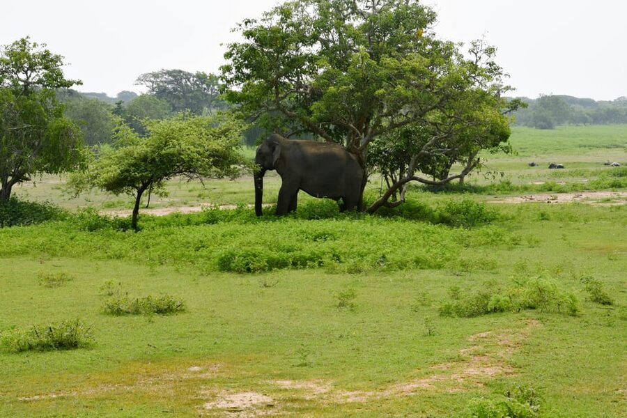 Sri Lanka 5-Day Private Country Side Tour Car, Hotels, Food - Price and value: what you pay for, and what you should budget extra