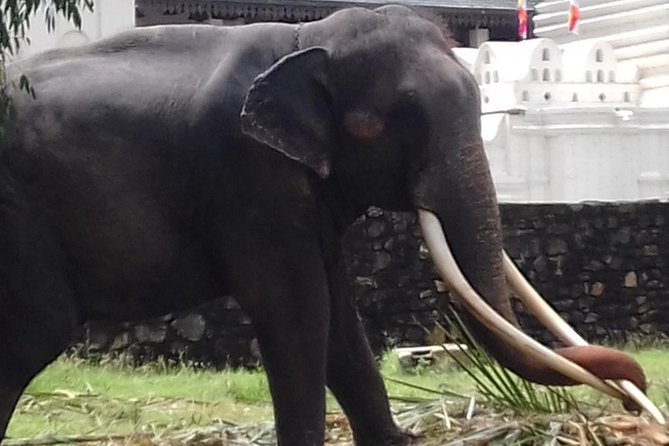 Sri Lanka 5 Day Privet Tour - Who this private tour fits best