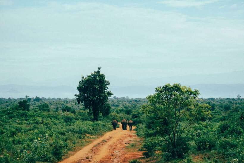 Sri Lanka: 7-Day Off-The-Beaten Path Private Tour - Tea country by train: the Kandy to hill-country route is the show