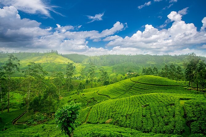 Sri Lanka 7 Days Tour - Day 1: Pinnawala elephants and the Pidurangala sunset climb