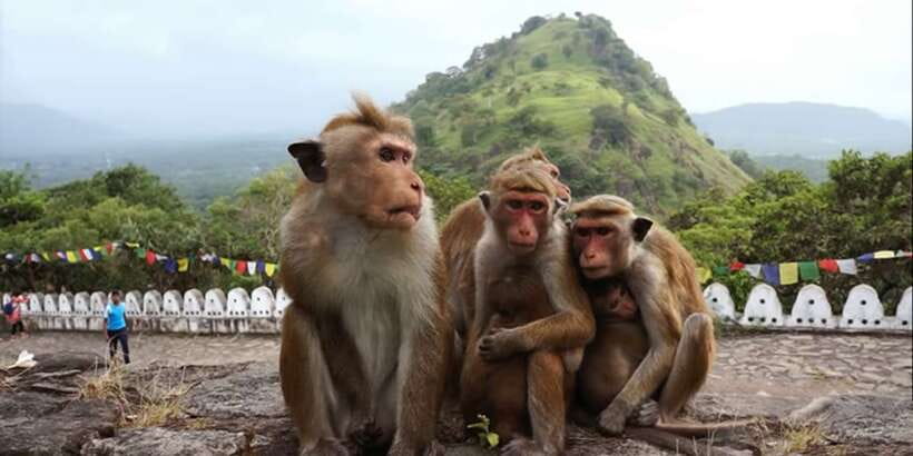 Sri Lanka Bentota: Day Trip to Sigiriya and Dambulla Temple - Who This Tour Fits Best, and Who Should Rethink It