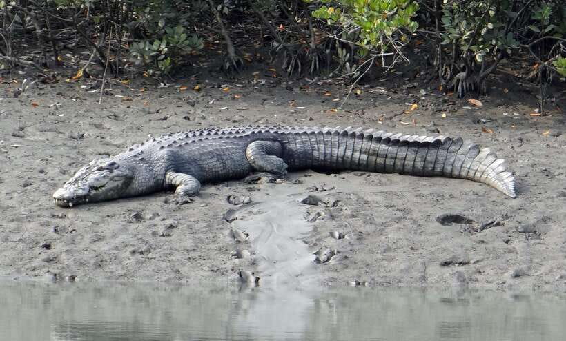 Sri Lanka Bentota: Private Mangrove Lagoon and River Cruise - Key things I’d watch for on this Bentota mangrove cruise