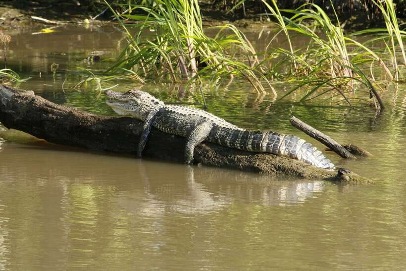Sri Lanka Bentota: Private Mangrove Lagoon and River Cruise - Price and value: what you get for about $58 per private group