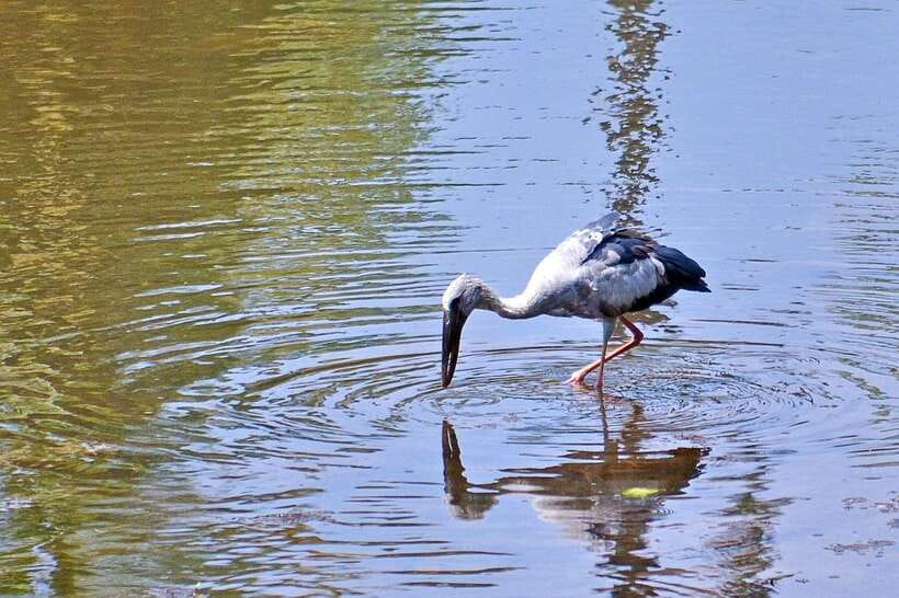 Sri Lanka Bentota: Private Mangrove Lagoon and River Cruise - Bentota River by Private Boat: The kind of safari that feels real