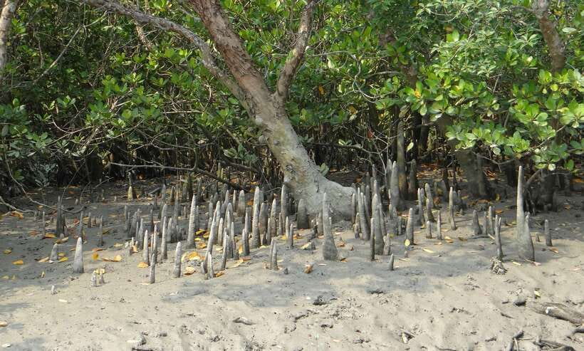 Sri Lanka Bentota: Private Mangrove Lagoon and River Cruise - Into the mangroves: twisted roots, shadow channels, and the best animal chances