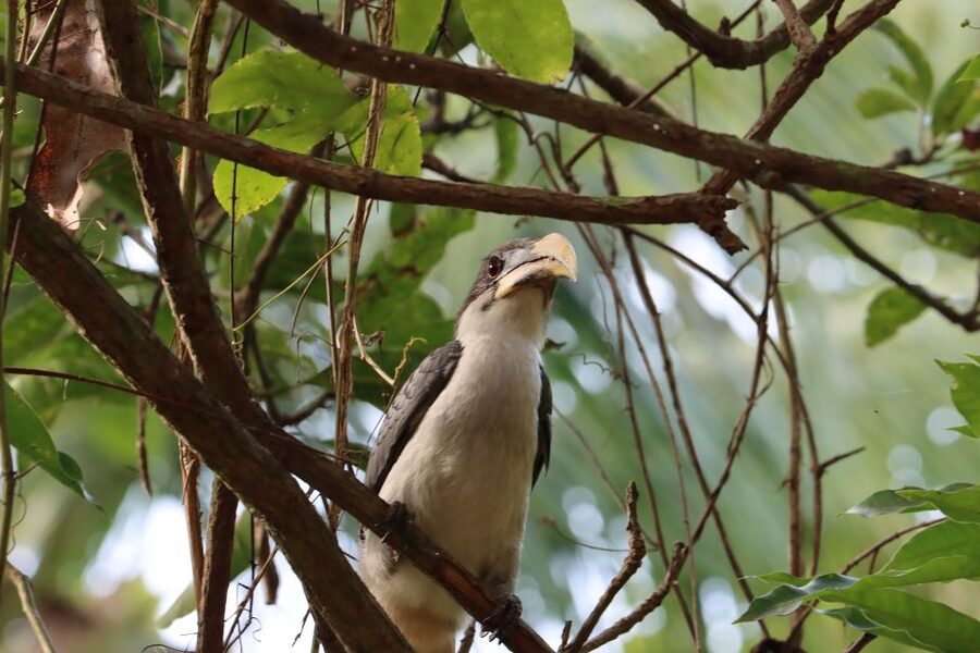 Sri Lanka Bentota: Private Mangrove Lagoon and River Cruise - How the 2-hour timing works (and why short cruises can be better)