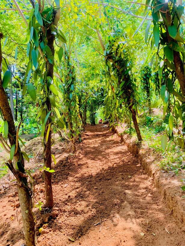Sri Lanka: Ceylon Cinnamon Experience & Spice Garden Tour - Key things I’d prioritize on this tour