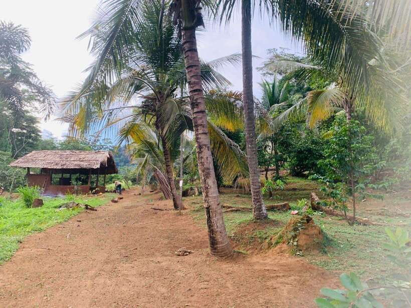 Sri Lanka: Ceylon Cinnamon Experience & Spice Garden Tour - Spice garden walk: what you learn beyond the shopping list