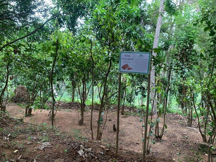 Sri Lanka: Ceylon Cinnamon Experience & Spice Garden Tour - Taste time: fruit, spice blends, and spice-tea pairings