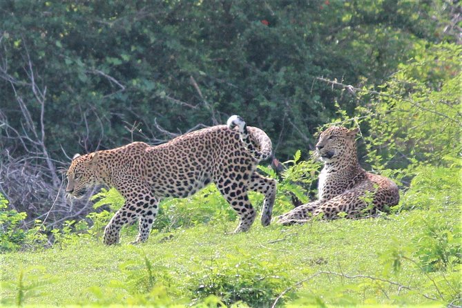 SRI LANKA EXPERIENCES- 12 Nights/13 Days Tour - Down south wrap-up: Bentota, Galle, and a calmer finish