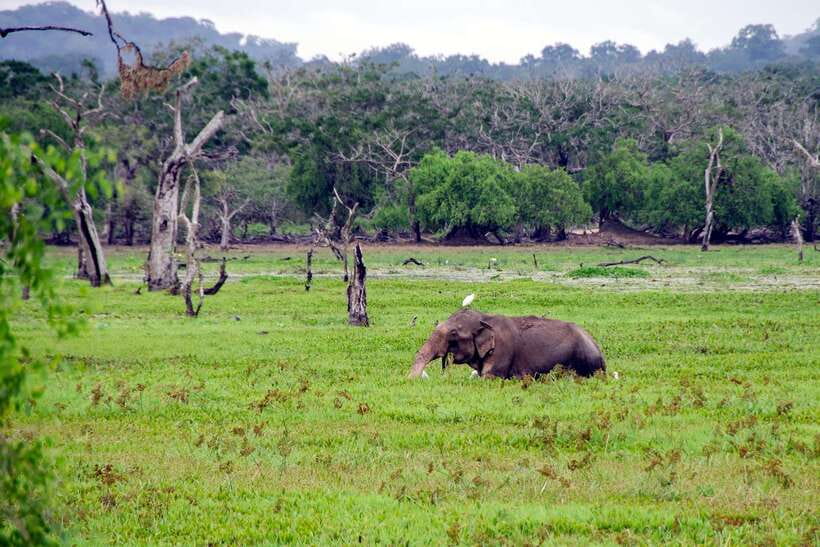Sri Lanka Green Bless- 2-day Private Trip To Enjoy Nature - Galle Fort and the south coast: a calmer ending after wildlife
