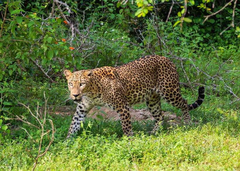 Sri Lanka Green Bless- 2-day Private Trip To Enjoy Nature - Price and value: what $298 includes, and what you should budget for