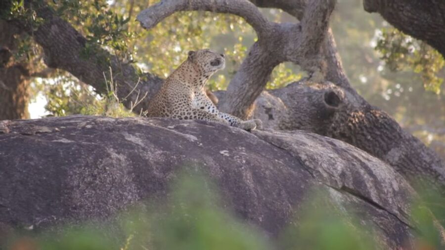 Sri Lanka Green Bless- 2-day Private Trip To Enjoy Nature - Who this tour suits best