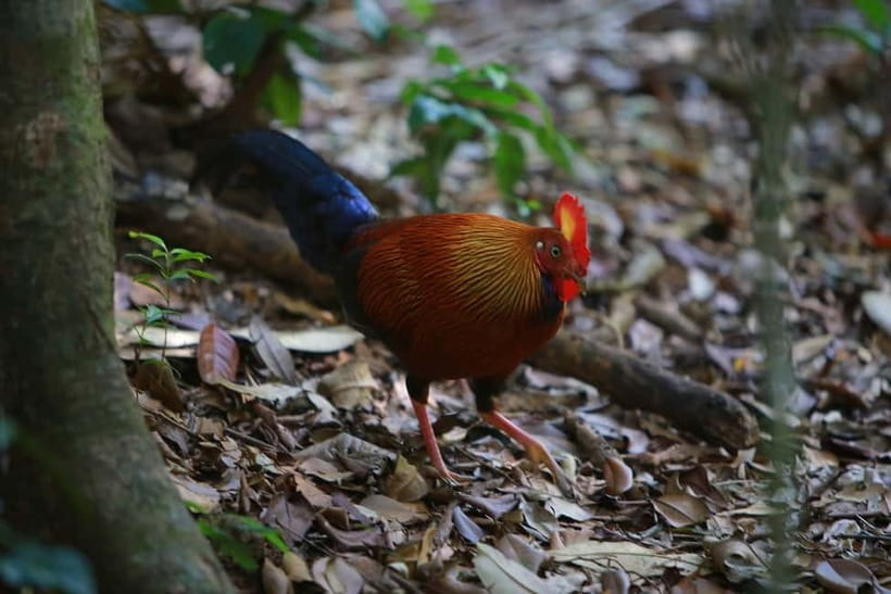 Sri Lanka Nature, culture, history and wildlife in 4 days - FAQ