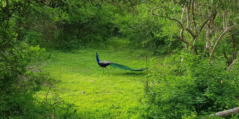 Sri Lanka Nature, culture, history and wildlife in 4 days - Day 3: Hill Country Blue Train to Tea Country and Nuwara Eliya Sightseeing