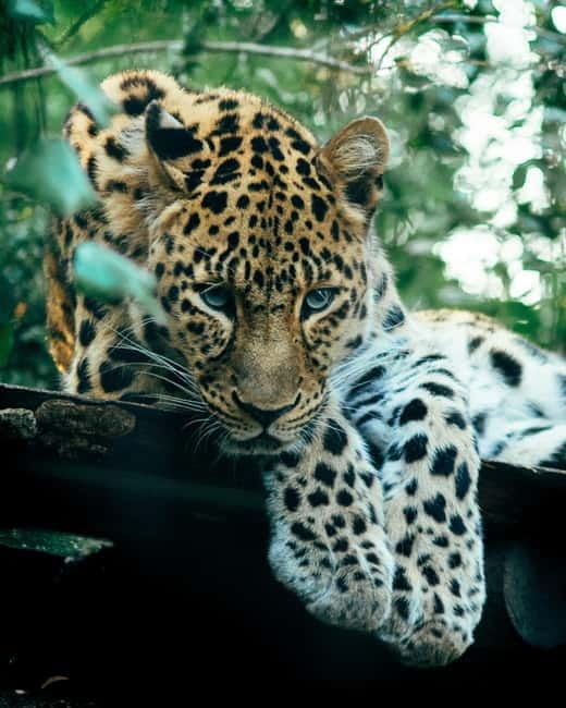 Sri Lanka Private 10-Day Round Tour Car, Guide, Hotels, Food - Sigiriya rock fortress plus Minneriya elephant safari
