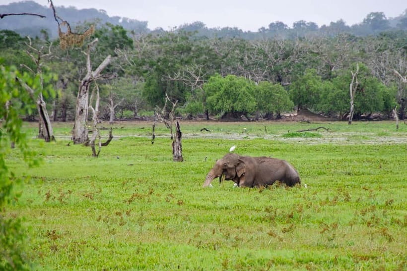 Sri Lanka Private 10-Day Round Tour Car, Guide, Hotels, Food - Dambulla Golden Temple, herbal garden, and Kandy culture day