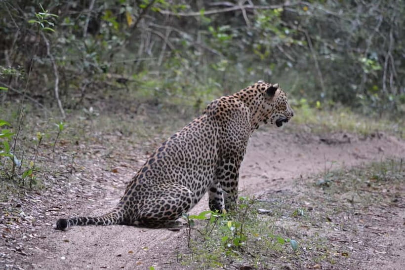 Sri Lanka Private 10-Day Round Tour Car, Guide, Hotels, Food - Kandy in motion, Udawattakele sanctuary trek and the city highlights