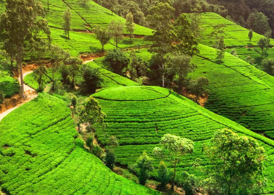Sri Lanka Private 2-day Tour:Train Trip, Kandy, Nuwara Eliya - Day 2 Kandy to Nuwara Eliya, Tea Plantations and the Misty Hill-Station Mood