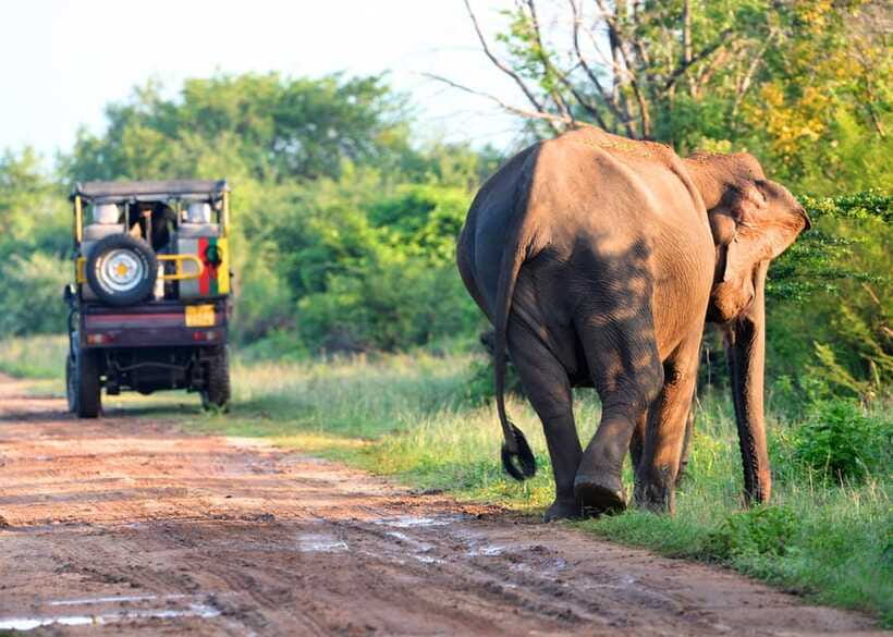 Sri Lanka Private 8-day Tour; Transport, Guide, Hotels, Food - Yala safari plus south coast stops: wildlife first, then relax
