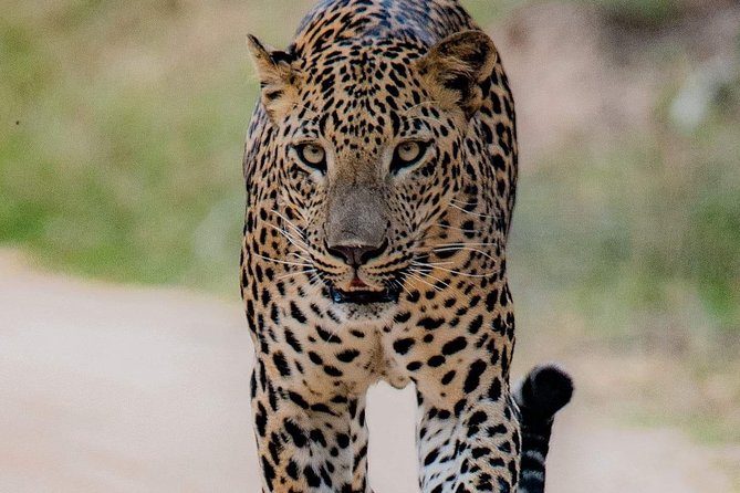 Sri Lanka private tour package 9 night 10 Day with driver+vehicle+accommodations - Why this private 10-day classic route is such an easy sell