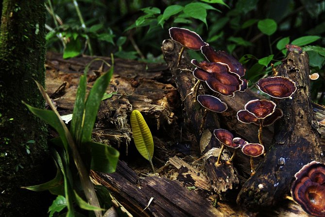 Sri Lanka Sinharaja Rain Forest Tour with Transport - Your forest timing: 3 hours is the core, longer is possible