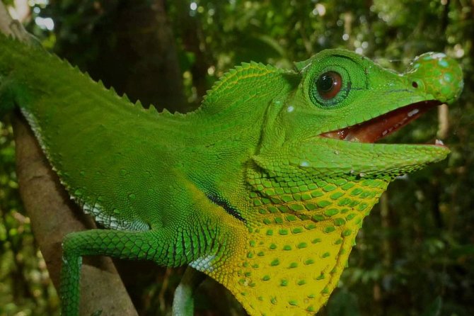 Sri Lanka Sinharaja Rain Forest Tour with Transport - What can be a drawback: Fitness, expectations, and the “not every hour is magic” factor