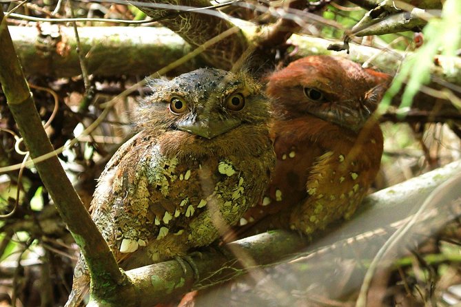 Sri Lanka Sinharaja Rain Forest Tour with Transport - Who this tour suits best (and who might choose differently)
