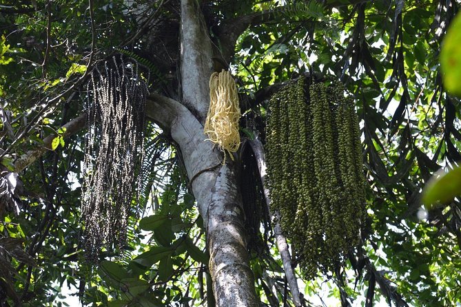 Sri Lanka Sinharaja Rain Forest Tour with Transport - Quick practical tips before you go