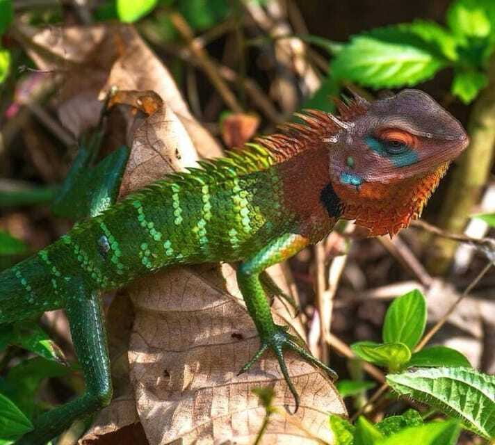 Sri Lanka : Sinharaja Rainforest Guided Trek with Pickup - Who this tour suits best