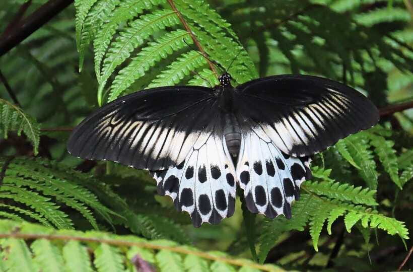 Sri Lanka : Sinharaja Rainforest Guided Trek with Pickup - The guide factor, and why names matter here