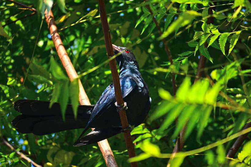 Sri Lanka: Sinharaja rainforest tour from Colombo, Bentota - What to pack for Sinharaja: the small items that make a big difference