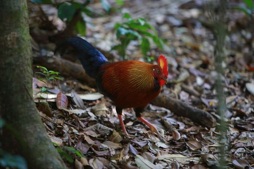 Sri Lanka: Sinharaja rainforest tour from Colombo, Bentota - Birdwatching that feels practical, not performative