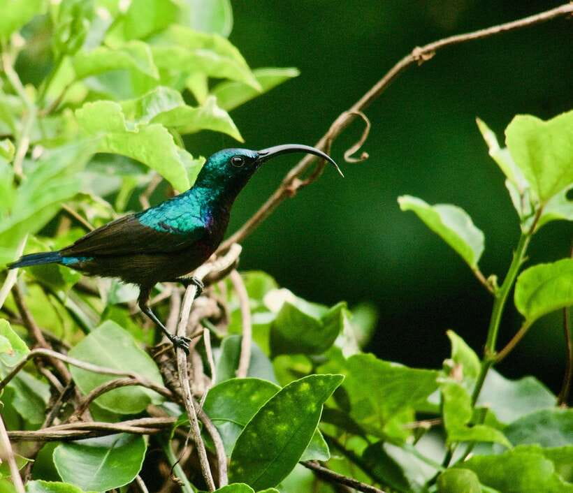 Sri Lanka: Sinharaja rainforest tour from Colombo, Bentota - Sinharaja’s tallest peak: a summit walk within your 4-hour window