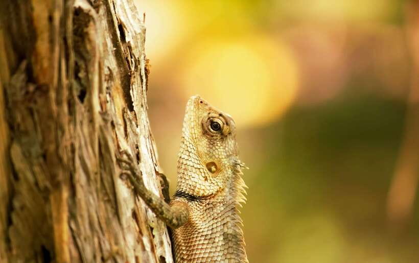Sri Lanka: Sinharaja rainforest tour from Colombo, Bentota - The local lunch: spicy, local, and worth planning around