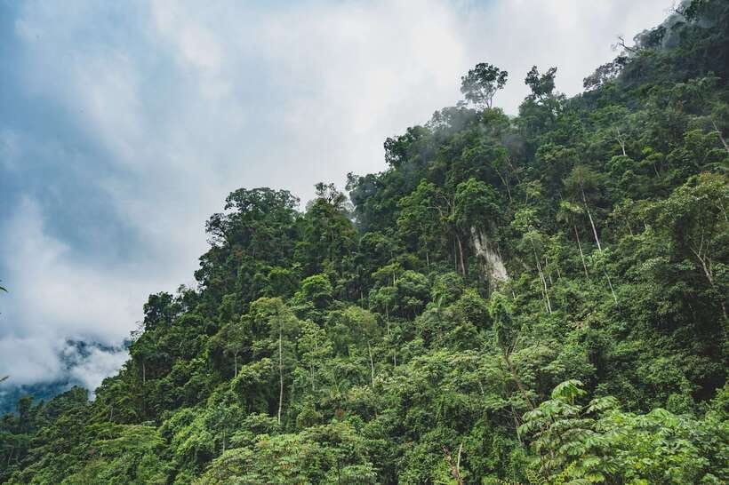 Sri Lanka: Sinharaja rainforest tour from Colombo, Bentota - Price and value: what $195 per person includes