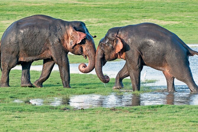 Sri Lanka tour 8 Days with a private driver, hotels, and vehicle - Polonnaruwa ruins and a Minneriya-style elephant safari drive