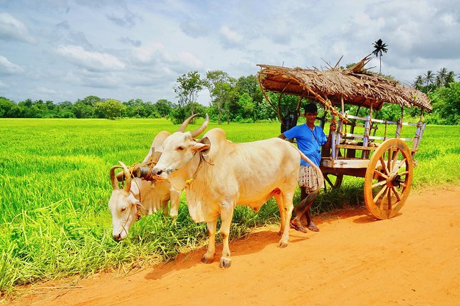 Sri Lanka Travel in 08 Nights 09 Days - Days 4 and 5: Kandy’s Sacred Tooth, Cultural Dance, Dambulla Golden Temple, Tea Country, Waterfalls, and the Scenic Train