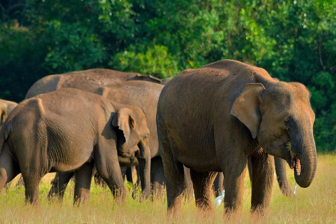 Sri Lanka Unveiled: 12 Nights Complete Experience Package - Key highlights you will actually feel day to day