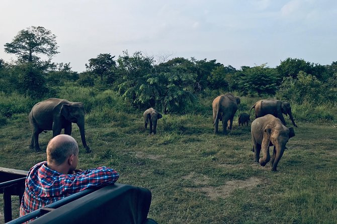 Sri Lanka Wild Life Uniqe Safari 26 - Key Safari Highlights (What to Expect)